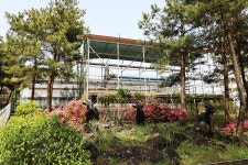 15. 제주(濟州) 남원 편백, 토종 흑염소목장 (扁柏, 土種 黑염소牧場) 과 조천 탐라 (耽羅) 승마장(乘馬場) - 04.15 - 일반 게시판... 