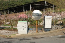반곡지(盤曲池)의 춘경(春景) 경산시 남산면 반곡리 - 2024.04.02 - 일반 게시판 - 대륜고등학교 제25회(통합49회) 동기회 반곡지(盤曲池)의... 