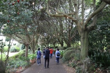 19.제주(濟州) 서귀포시 안덕면 카멜리아힐 (Camelliahill) ①... 제주(濟州) 서귀포시 안덕면 카멜리아힐 (Camelliahill) ①... 