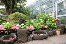 19.제주(濟州) 서귀포시 안덕면 카멜리아힐 (Camelliahill) ① - 2025.04.19 - 일반 게시판 - 대륜고등학교 제25회(통합49회) 동기회... 