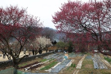 “인흥(仁興)마을”대구광역시 달성군 본리리 – 2026.03.15 - 일반 게시판 - 대륜고등학교 제25회(통합49회) 동기회 “인흥(仁興)마을”... 