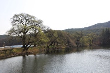 반곡지(盤曲池)의 춘경(春景) 경산시 남산면 반곡리 - 2024.04.02 - 일반 게시판 - 대륜고등학교 제25회(통합49회) 동기회 반곡지(盤曲池)의... 