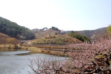 반곡지(盤曲池)의 춘경(春景) 경산시 남산면 반곡리 - 2024.04.02 - 일반 게시판 - 대륜고등학교 제25회(통합49회) 동기회 반곡지(盤曲池)의... 