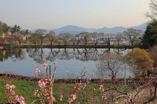 반곡지(盤曲池)의 춘경(春景) 경산시 남산면 반곡리 - 2024.04.02 - 일반 게시판 - 대륜고등학교 제25회(통합49회) 동기회 반곡지(盤曲池)의... 
