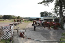 제주(濟州) 남원 편백, 토종 흑염소목장 (扁柏, 土種 黑염소牧場) 과 조천 탐라 (耽羅) 승마장(乘馬場) - 04.15 - 일반 게시판 - 대륜고등학교... 