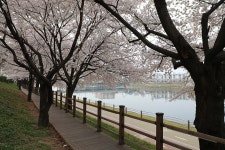 대구 동구 동촌(東村) 아양교(峨洋橋)의 봄(春) - 2026.04.01 - 일반... 동기회 대구 동구 동촌(東村) 아양교(峨洋橋)의 봄(春) - 2026.04.01