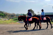 (耽羅) 승마장(乘馬場) - 04.15 - 일반 게시판 - 대륜고등학교 제25회... (扁柏, 土種 黑염소牧場) 과 조천 탐라 (耽羅) 승마장(乘馬場) - 04.15