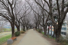대구 동구 동촌(東村) 아양교(峨洋橋)의 봄(春) - 2026.04.01 - 일반... 동기회 대구 동구 동촌(東村) 아양교(峨洋橋)의 봄(春) - 2026.04.01