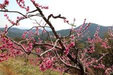 반곡지(盤曲池)의 춘경(春景) 경산시 남산면 반곡리 - 2024.04.02 - 일반 게시판 - 대륜고등학교 제25회(통합49회) 동기회 반곡지(盤曲池)의... 