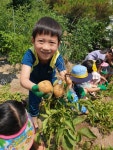 수확의 기쁨! 감자캐는날~! - 창조반 - 진주엔젤유치원　 수확의 기쁨! 감자캐는날~!