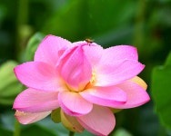 우중 연꽃 - 풍경／식물／흑백／기타 - 한사영사진여행 우중 연꽃