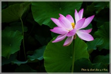 외암마을 연꽃 - 풍경／식물／흑백／기타 - 한사영사진여행 외암마을 연꽃