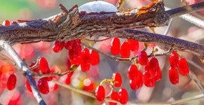 산수유 열매 - 풍경／식물／흑백／기타 - 한사영사진여행 산수유 열매