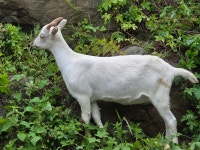 유산양분양 - 유산양들 사진♥ - 산양목장(유산양을 기르는 사람들) 유산양분양