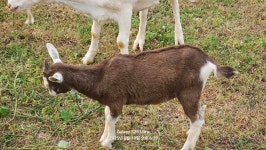 4월7일생 - 유산양들 사진♥ - 산양목장(유산양을 기르는 사람들) 4월7일생