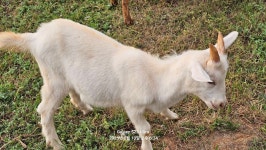 4월7일생 - 유산양들 사진♥ - 산양목장(유산양을 기르는 사람들) 4월7일생