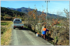 해파랑길 37코스 후반~38코스 일부(上) (정감이마을-오독떼기전수관-장현저수지-모산봉-강릉 대도호부) : 2025. 11. 17. - 부산.경남지회... 