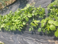 올해 처음 도전해본 참깨와 녹두심기 - 텃밭&농장이야기 - 웰빙 미래-미래수산-웰빙건어물 올해 처음 도전해본 참깨와 녹두심기