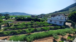 고추 🌶 첫수확을 하고 개복숭아 나무 베어냈다 - 선학농장 - 금빛 은빛 가득한 선학동마을 고추 🌶 첫수확을 하고 개복숭아 나무 베어냈다