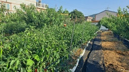 고추 🌶 첫수확을 하고 개복숭아 나무 베어냈다 - 선학농장 - 금빛 은빛 가득한 선학동마을 고추 🌶 첫수확을 하고 개복숭아 나무 베어냈다