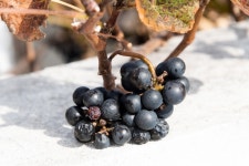 제2, 3-1자락 : 너무도 많은 것을 받은 감사한 날 - ♣ 소백산자락길(完了) - 고천(敲天)의 우리 들뫼 제2, 3-1자락 : 너무도 많은 것을 받은... 