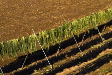 제3-2, 4자락 : 과거로의 여행 길 - ♣ 소백산자락길(完了) - 고천(敲天)의 우리 들뫼 제3-2, 4자락 : 과거로의 여행 길