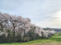 Re: 제283차 정기산행 후 삼화목장 - ======= 정 기 산 행 - 태안반도산악회 Re: 제283차 정기산행 후 삼화목장