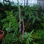 늦둥이 #타래난초 - 교래뜰 이야기 - 교래뜰펜션(제주시 조천읍 교래4길 36) 늦둥이 #타래난초