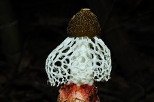 대밭에 자라는 흰망태버섯 - 거제도 버섯 - 거제도 이야기 대밭에 자라는 흰망태버섯