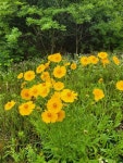 덕수산과 장미산 - 명산산행 산행기/포토샵 - 뫼솔산악회 / 뫼솔트레킹 덕수산과 장미산