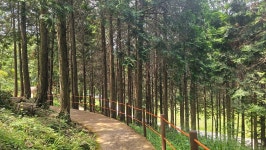전남 진도군 운림산림욕장 수국정원+용장성~상봉 코스, 무안군... 운림산림욕장 수국정원+용장성~상봉 코스, 무안군 회산백련지... 