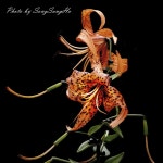 나리꽃 - ▒‥ 단조풍경사진‥▒ - 클래식 동영상 카페 나리꽃