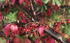 2025년 11월 중순의 농장 - 카페지기농장소개 - 컴도사 사랑방 컴도사 사랑방