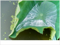 덕진연지 홍연 2 - ▶연습방 - 수요포토 덕진연지 홍연 2