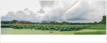 7월12일 덕진공원 - ▶연습방 - 수요포토 수요포토