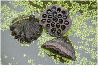 덕진연지 홍연 2 - ▶연습방 - 수요포토 덕진연지 홍연 2