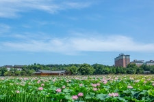 덕진공원 7/12 - ▶풍경사진 - 수요포토 수요포토