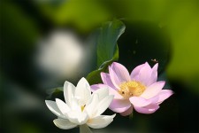 덕진연지 홍연 10 - ▶연습방 - 수요포토 덕진연지 홍연 10