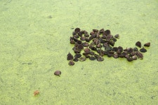 덕진연지 홍연 7 - ▶연습방 - 수요포토 덕진연지 홍연 7