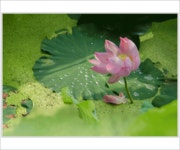 7월12일 덕진공원 - ▶연습방 - 수요포토 수요포토