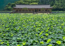 꽃 필 무렵/덕진공원 - ▶연습방 - 수요포토 수요포토