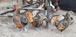 금계 - 분양합니다 - 내수산골농장 금계