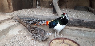 꿩 - 꿩판매 - 내수산골농장 꿩