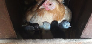 토종닭부화 - 분양합니다 - 내수산골농장 토종닭부화