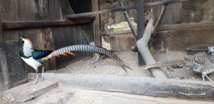 금계 - 분양합니다 - 내수산골농장 금계