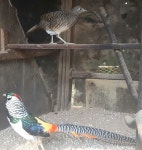 관상용 닭 - 분양합니다 - 내수산골농장 관상용 닭