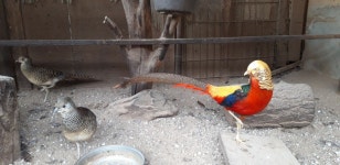 금계 - 분양합니다 - 내수산골농장 금계