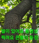 동의보감심마니산약초건강원 | 목청지 수색 1개발견 산행.77 (원본 약초 매니아 카페) - ★심마니 산약초★ - 예천군민회 목청지 수색 1개발견 산행.77 (원본 약초 매니아 카페)