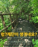 백두대간 귀한 약초산행.44 (약초복용 기억찾고 동영상추가) - ★심마니 산약초★ - 예천군민회 백두대간 귀한 약초산행.44 (약초복용 기억찾고... 