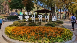 2019년11월3일법명사거사림회계양산산행 - ♣ ......... 법명사거사회 - 대한불교조계종 법명사 2019년11월3일법명사거사림회계양산산행